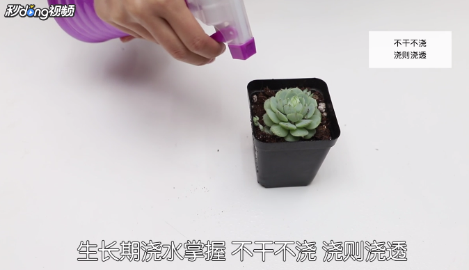 如何养好一盆多肉植物