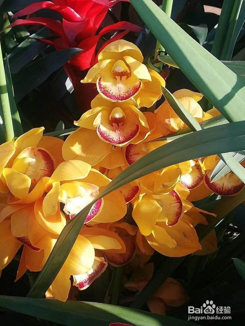 十几年养大花蕙兰经验分享