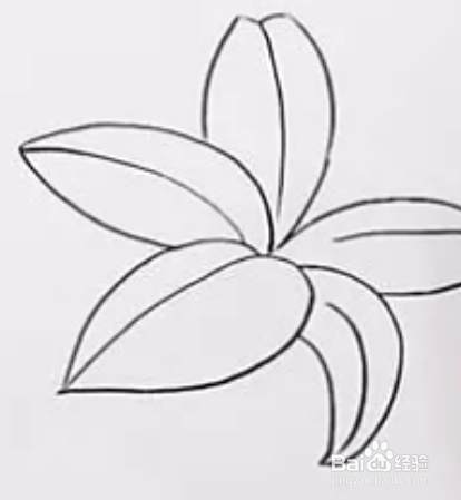 百年好合的百合花简笔画 百度经验