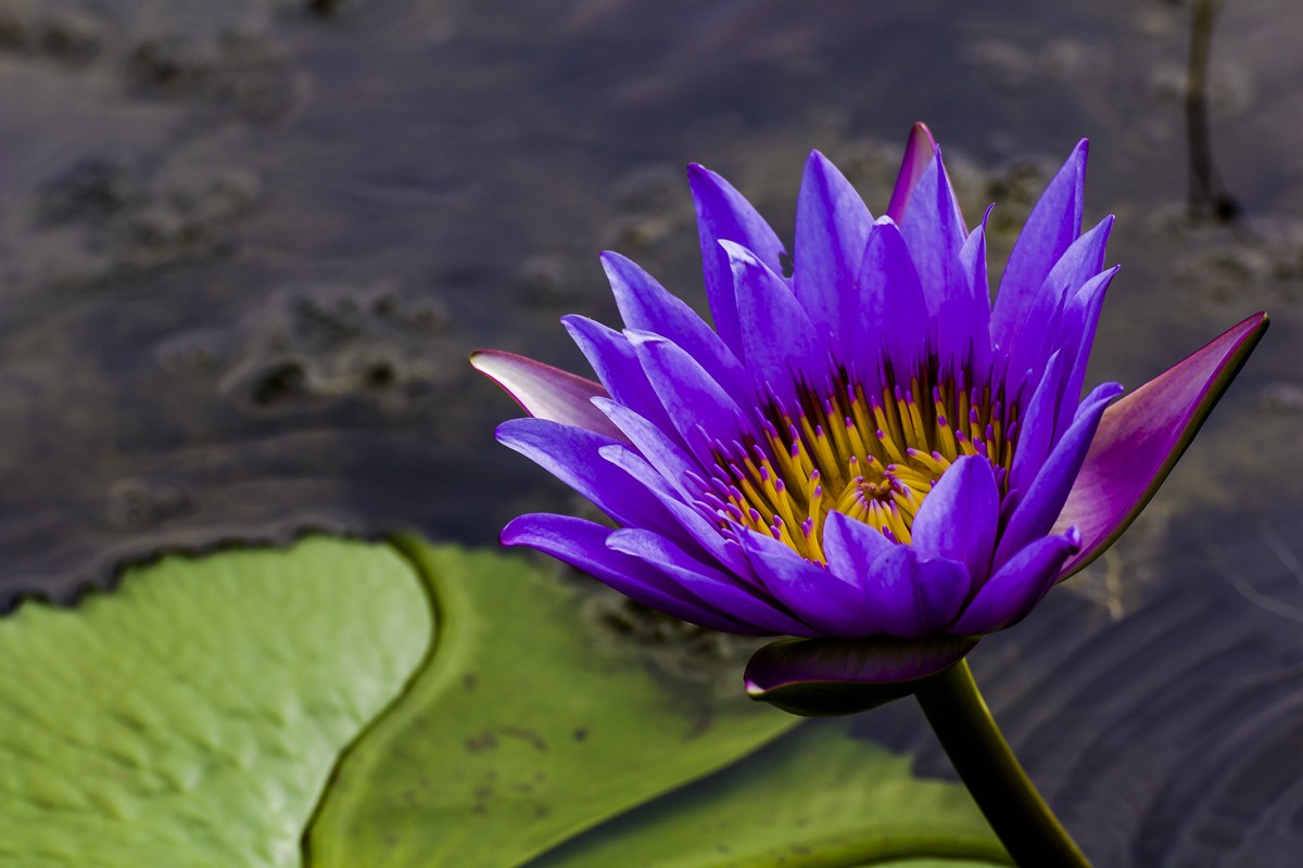 紫色睡莲怎么养