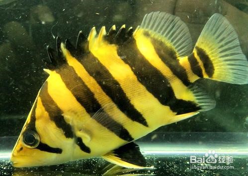 新手养观赏鱼知识