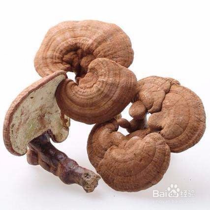 吃灵芝的注意事项