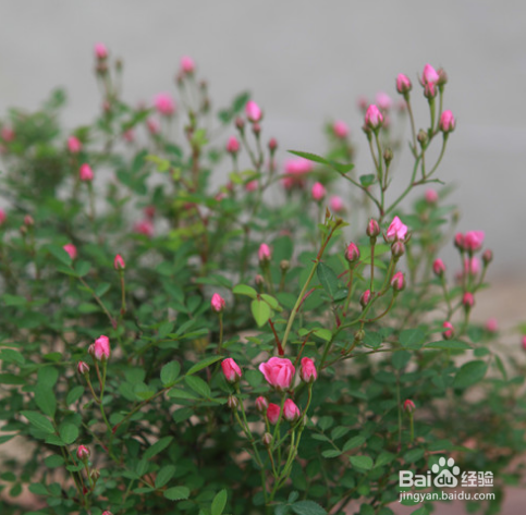 超微月季的养殖方法