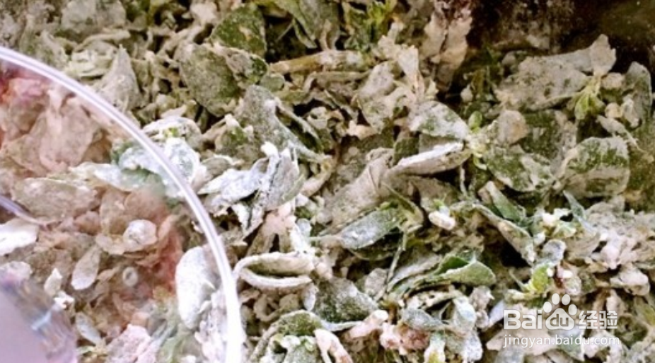 马齿苋素馅怎么做好吃