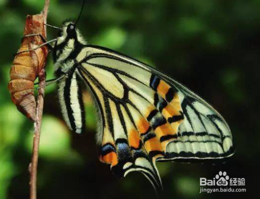 蝴蝶翅膀上的粉末有什么作用