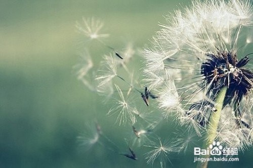 列举植物传播种子方法