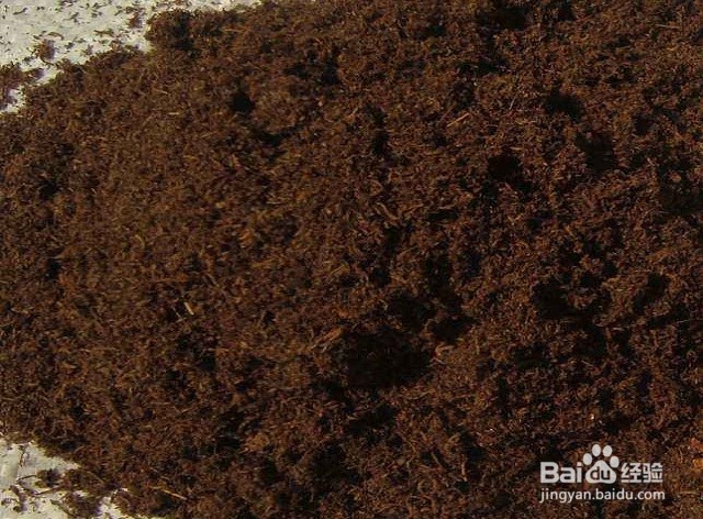 食蝇草怎么养护