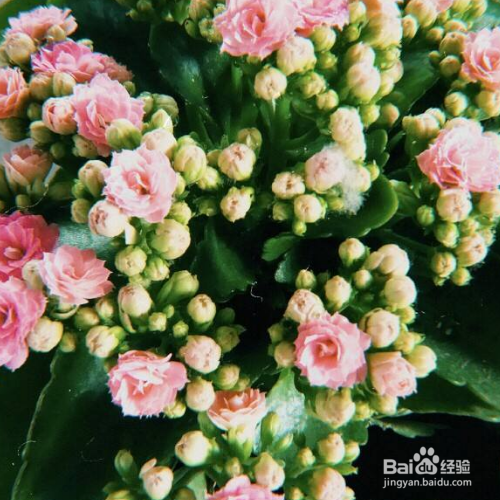 长寿花夏天该如何护养？