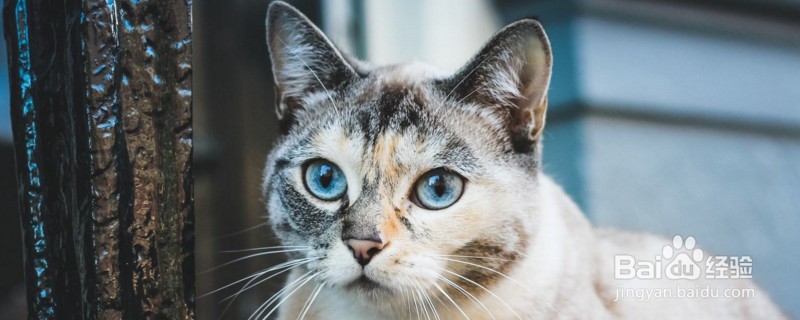 猫发出短促喷气的声音怎么办？