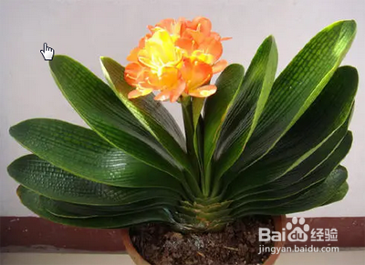 君子兰如何过夏天