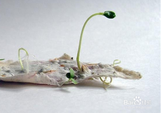 会发芽的创意种子爱心卡片