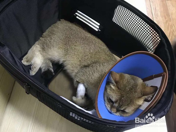 猫咪绝育后不吃不喝怎么办