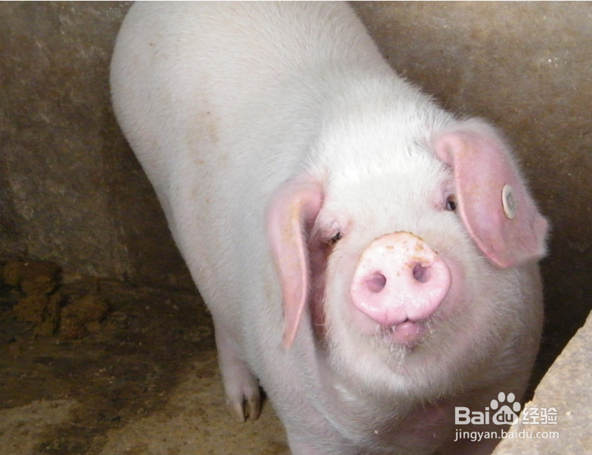 养猪要考虑哪些因素