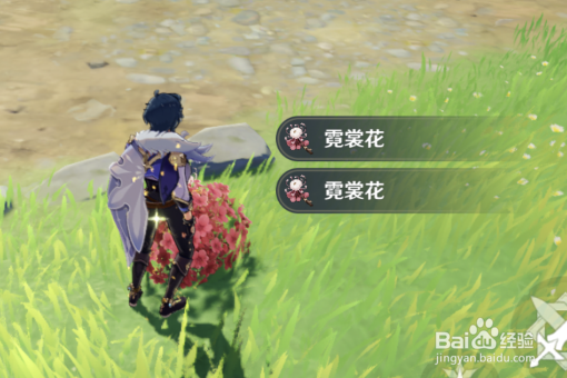 霓裳花在哪里采集？