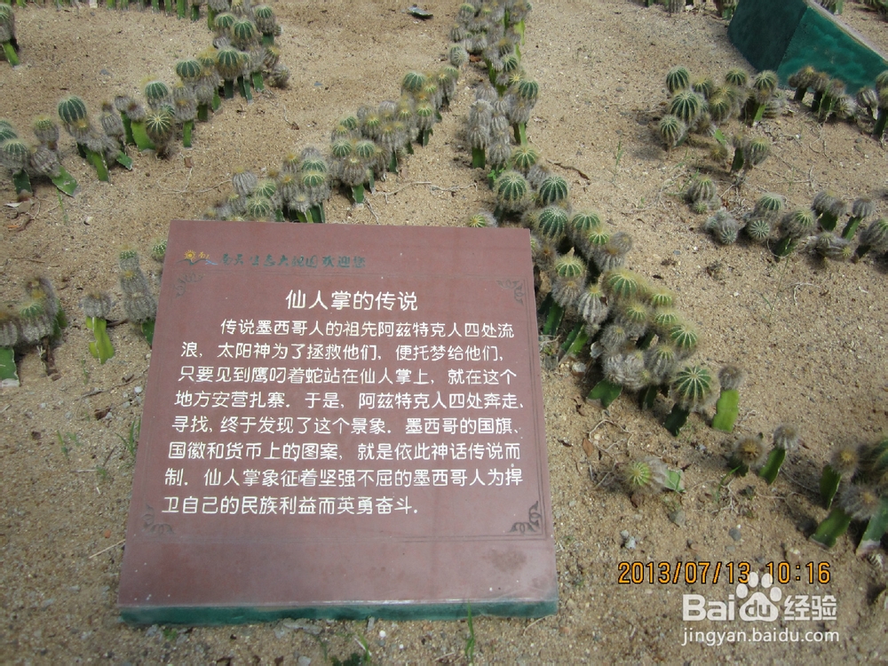 教你认识仙人掌：[3]仙人掌品种大全3