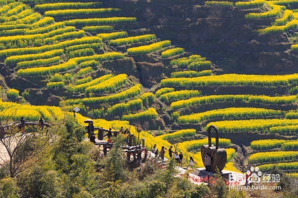 哪里油菜花不好看,为何要去婺源,给你一个答案