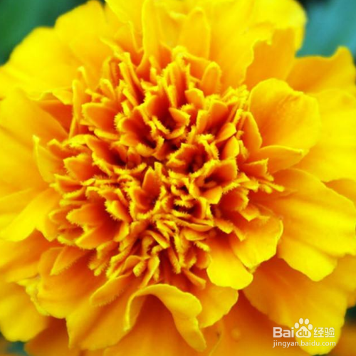 康乃馨怎么种,存活率高吗