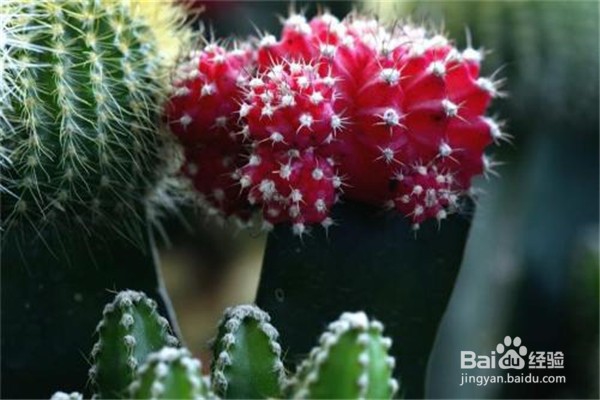 仙人掌怎么养？