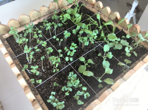 如何种植有机蔬菜