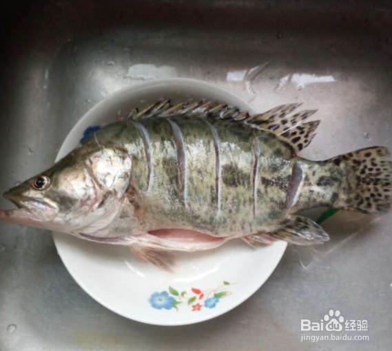 桂鱼是淡水鱼还是海鱼