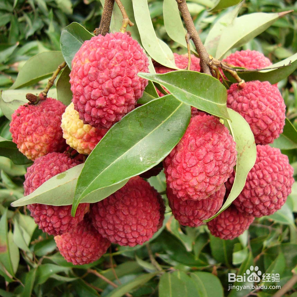 挑选荔枝的要点