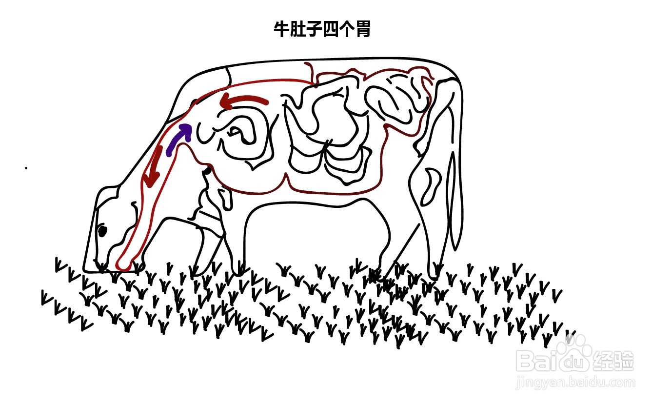 牛四个胃的简笔画图片