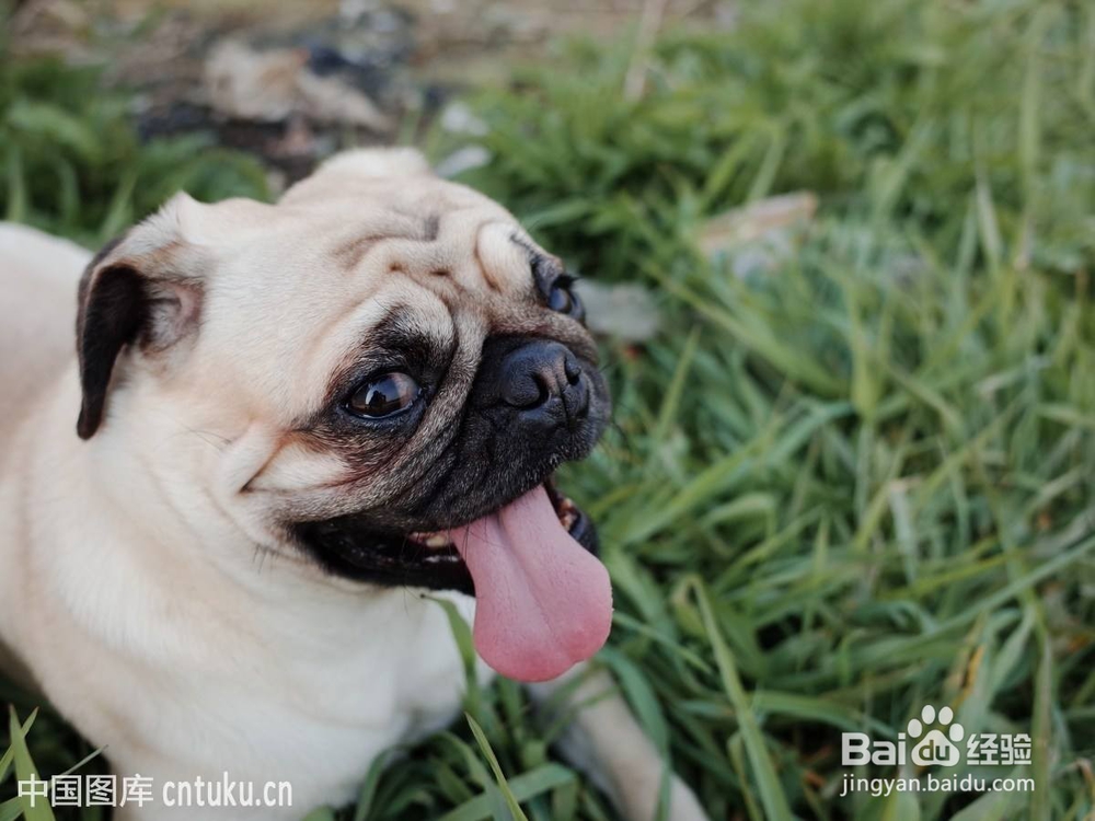 如何快速区分巴哥 和斗牛