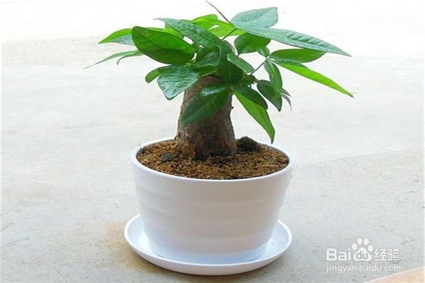 发财树的培植方法?