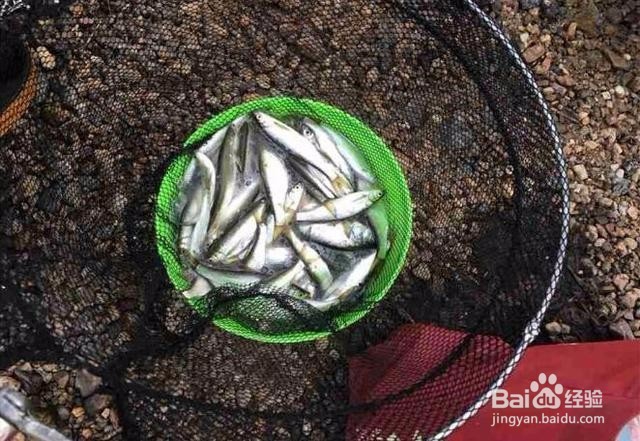 今天是钓一天的鱼，都是白条为主。