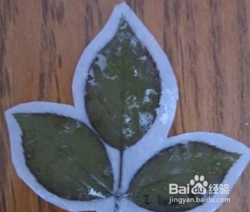 树叶书签最简单的做法