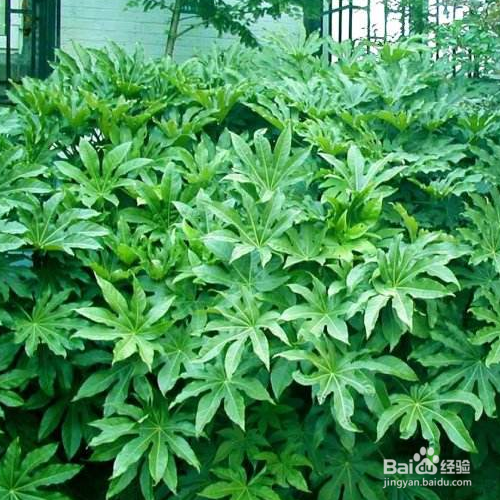 八角金盘常见虫害及其防治？