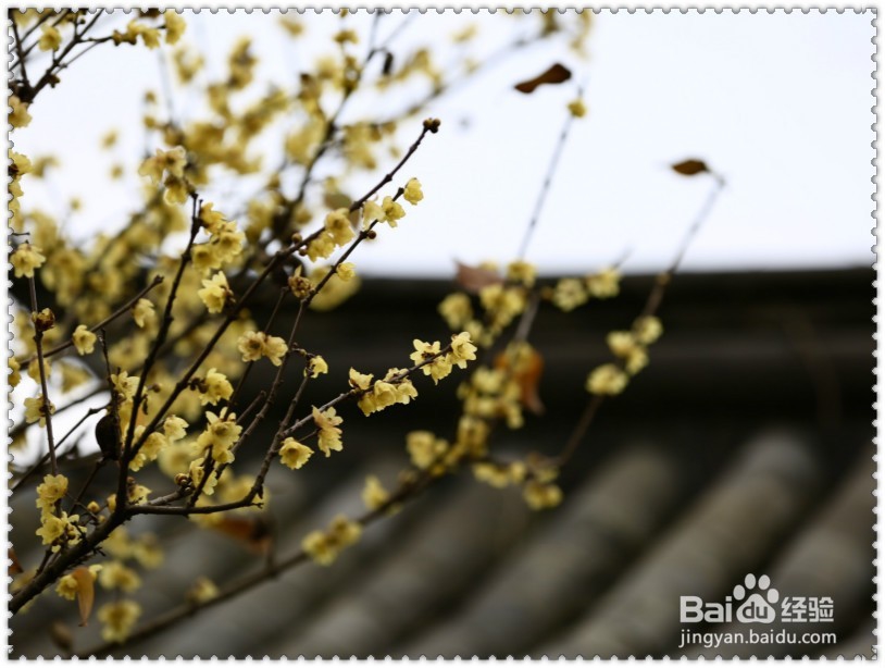 #过年#怎样欣赏拍摄腊梅？