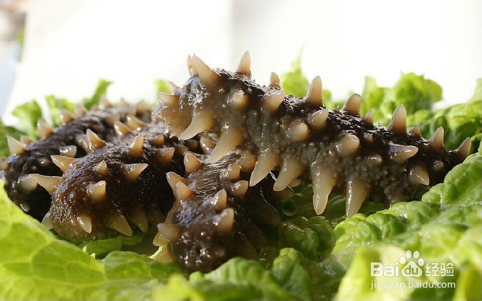 海参的鉴别方法是什么