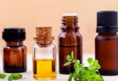 哪些植物可以提取精油