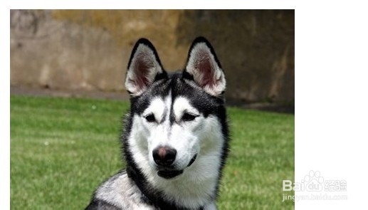 教会哈士奇大小便的方法