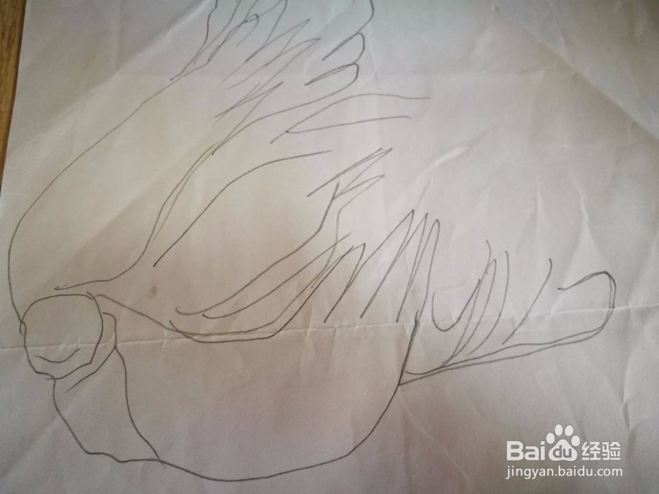 大白菜简笔方法