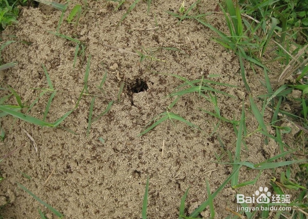 被红火蚁咬到怎么办,高级生物防制员经验告诉你