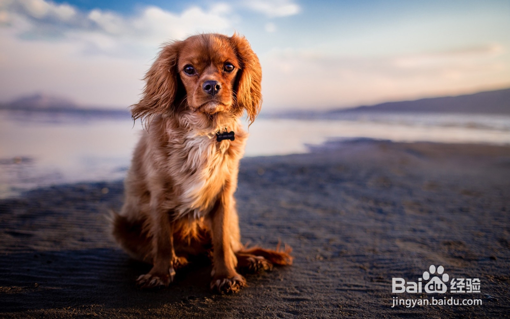 如何才能避免狗狗攻击人？