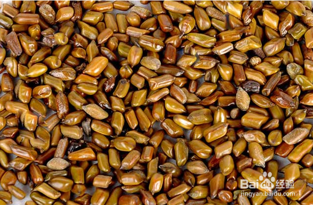 能降血脂的十种中草药