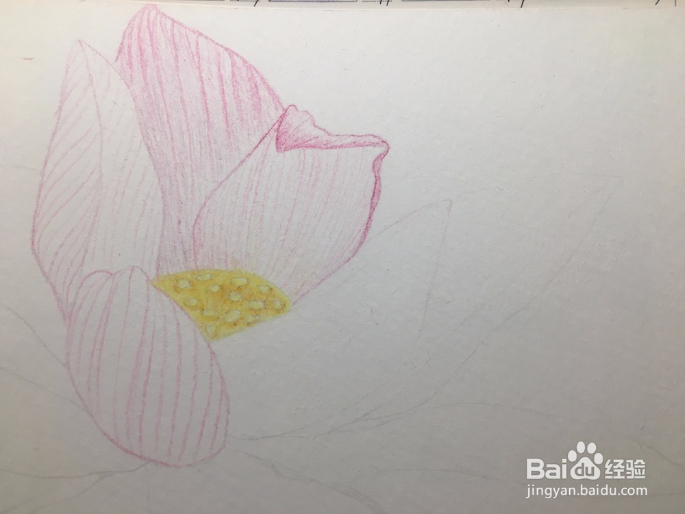 手绘画一朵荷花的彩铅画 莲花铅笔画