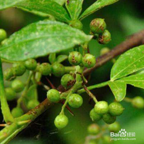 花椒的培育方法和注意事项