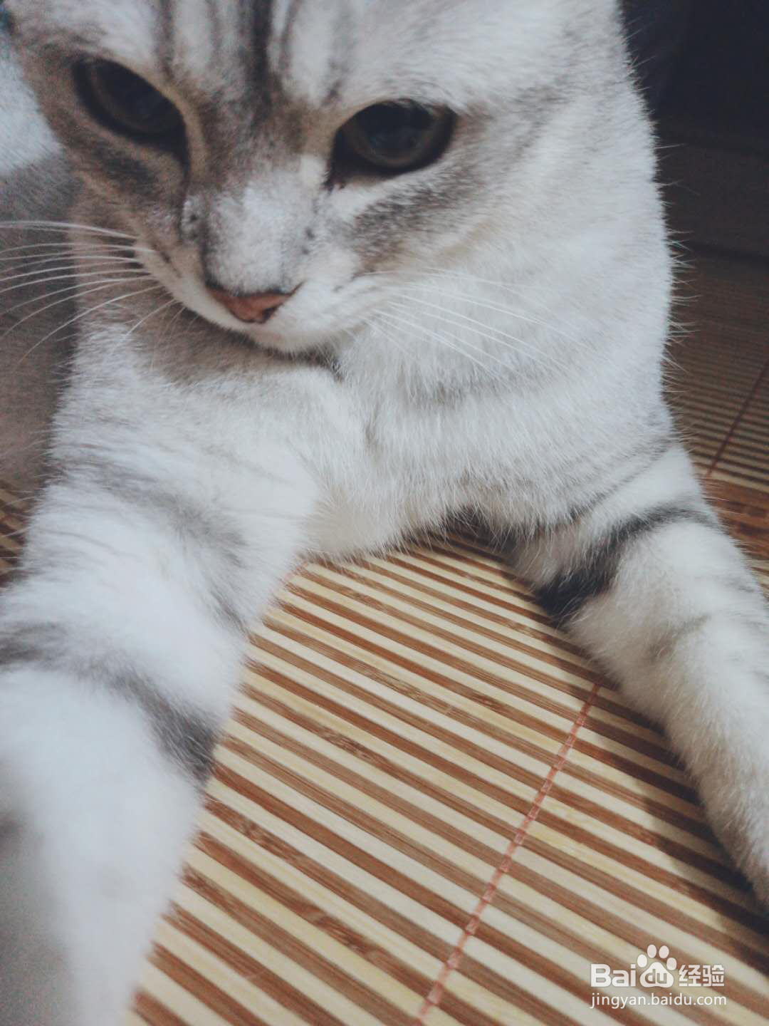 给猫吃卵磷脂还是蛋黄？