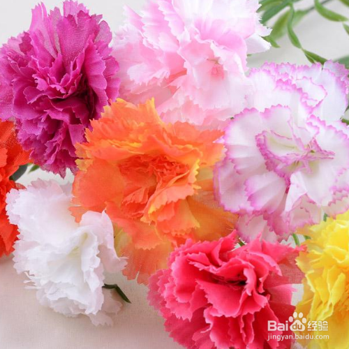 康乃馨的叶子掉落了怎么办？