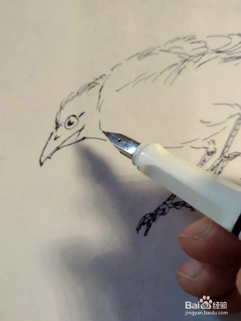 如何用双勾法画伯劳鸟?