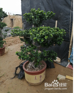 种花的小技巧