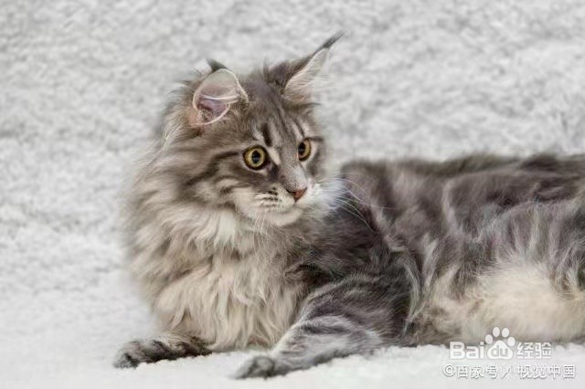 缅因猫怎么看纯不纯