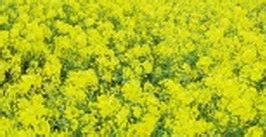 冬季换季时必吃的蔬菜有哪些?