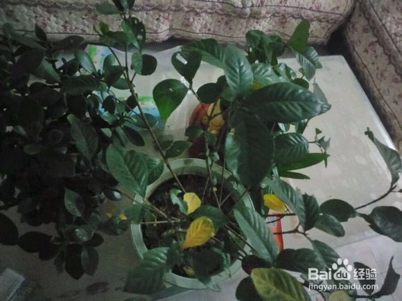 栀子花叶子被虫咬了怎么办