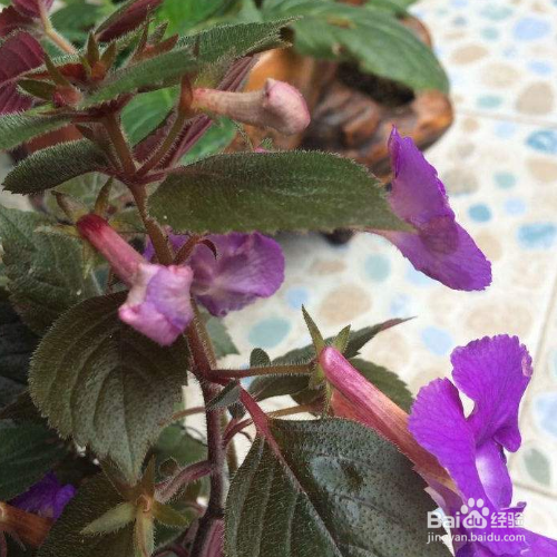 白香岩的培育方法和注意事项