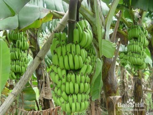 香蕉的需肥特点和膨果增甜的施肥时期 百度经验
